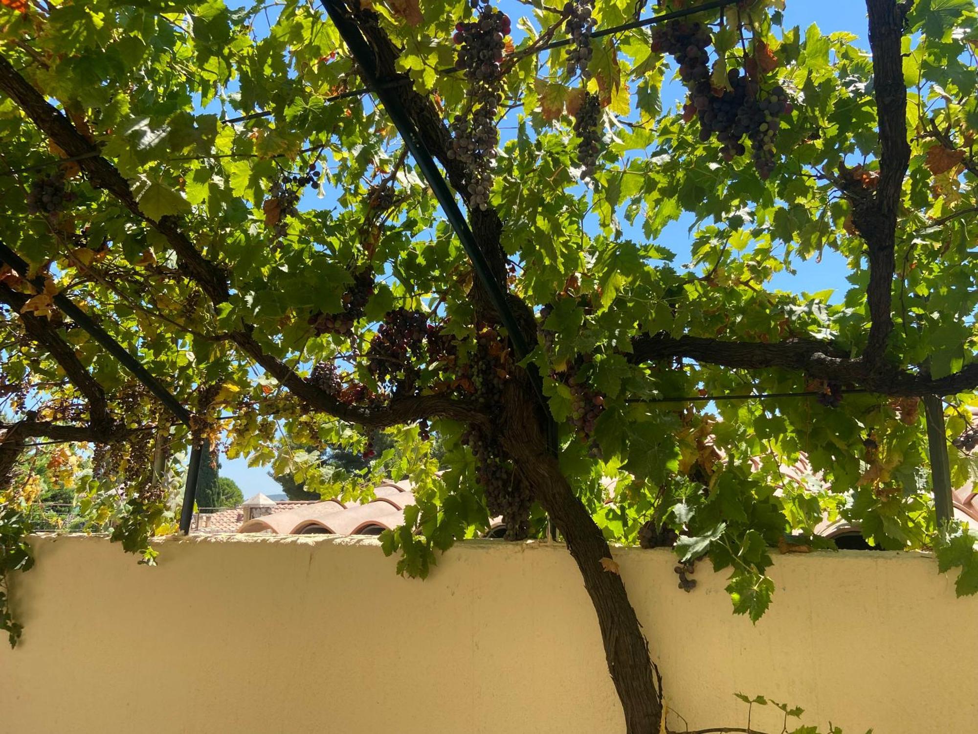 Evasion En Provence Bas De Villa Avec Jardin & Vignes, Soleil & Fraicheur Mirabeau Exterior foto